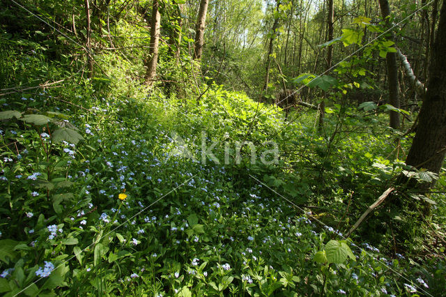 Bosvergeet-mij-nietje (Myosotis sylvatica)