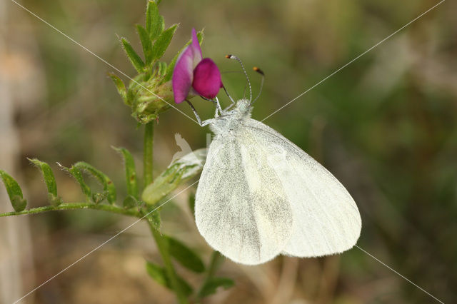 Wood White (Leptidea sinapis)