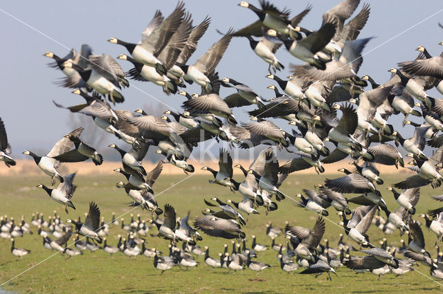 Brandgans (Branta leucopsis)