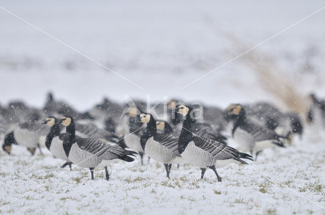 Barnacle Goose (Branta leucopsis)