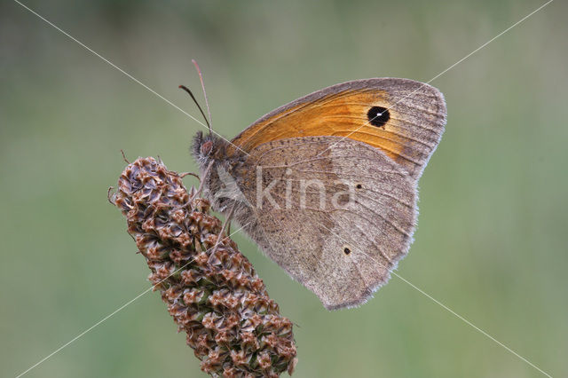 Meadow Brown (Maniola jurtina)