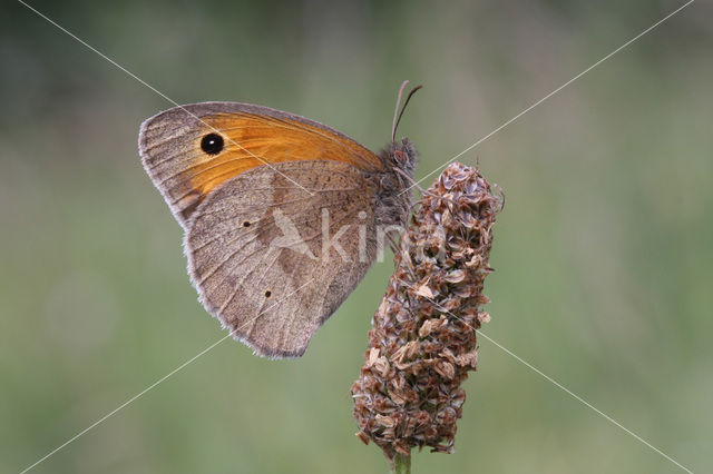 Meadow Brown (Maniola jurtina)