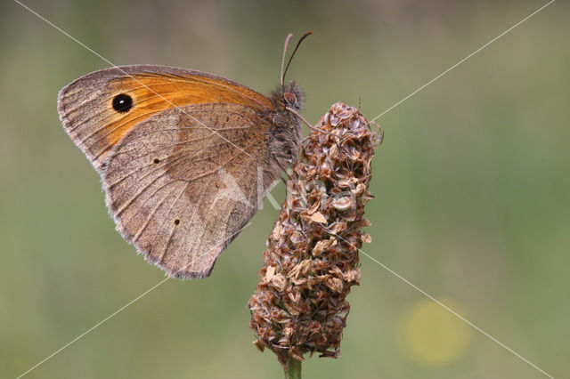 Bruin zandoogje (Maniola jurtina)