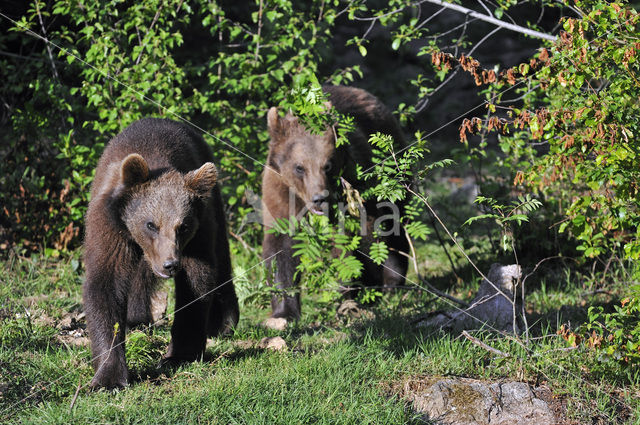 Bruine beer (Ursus arctos)