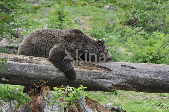 Bruine beer (Ursus arctos)