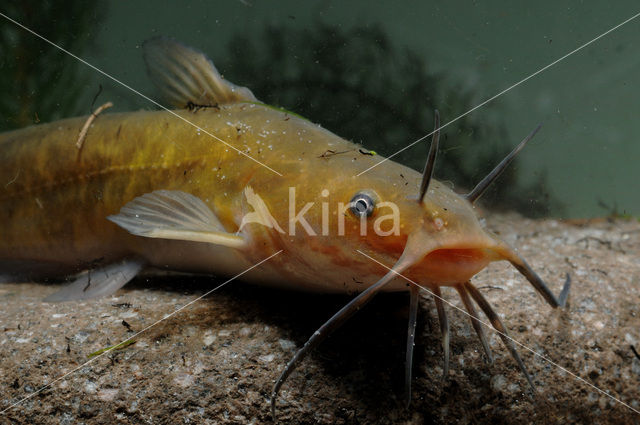 Brown Bullhead (Ameiurus nebulosus)