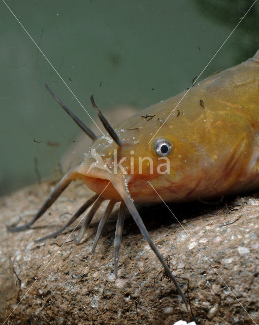 Bruine dwergmeerval (Ameiurus nebulosus)