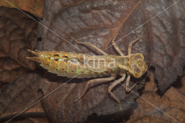 Bruine glazenmaker (Aeshna grandis)