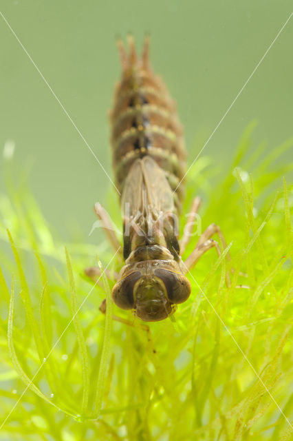 Bruine glazenmaker (Aeshna grandis)