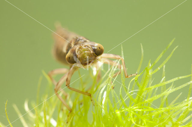 Bruine glazenmaker (Aeshna grandis)