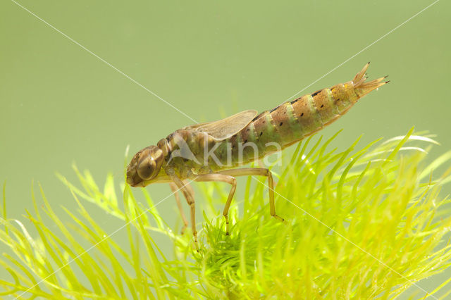 Bruine glazenmaker (Aeshna grandis)