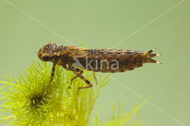 Brown Hawker (Aeshna grandis)