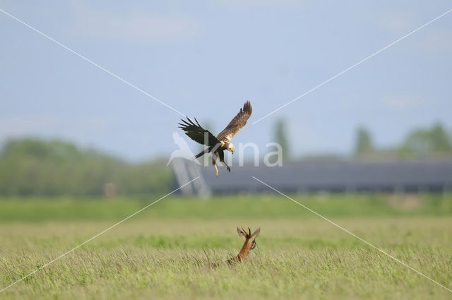 Bruine Kiekendief (Circus aeruginosus)