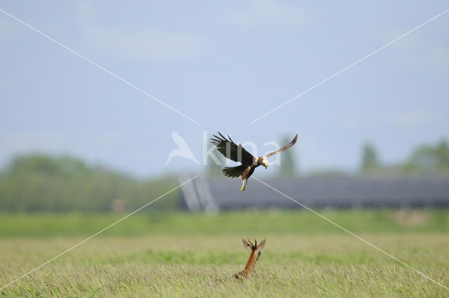 Bruine Kiekendief (Circus aeruginosus)