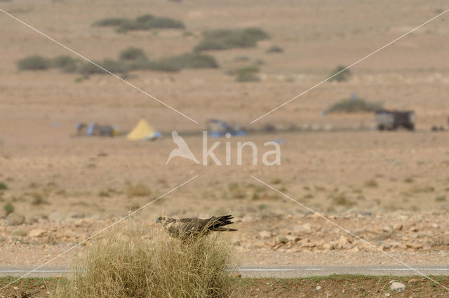 Marsh Harrier (Circus aeruginosus)