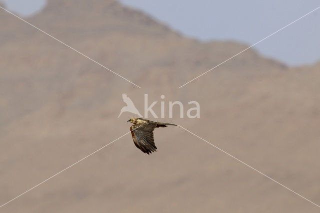 Bruine Kiekendief (Circus aeruginosus)