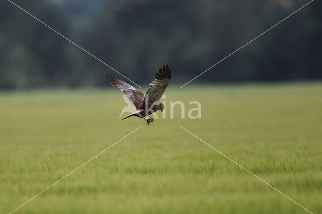 Bruine Kiekendief (Circus aeruginosus)