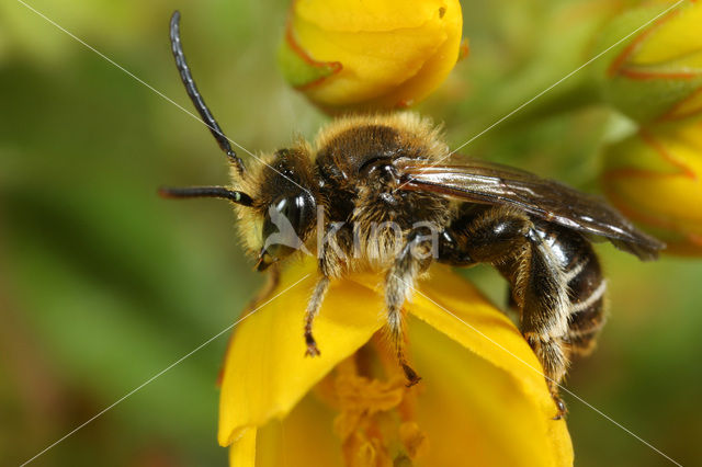 Bruine slobkousbij (Macropis fulvipes)