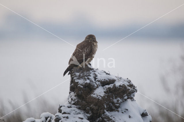 Buizerd (Buteo buteo)