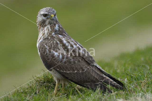 Common Buzzard (Buteo buteo)