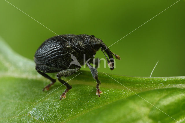 Ceutorhynchus alliariae