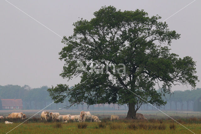 Charolais Koe (Bos domesticus)