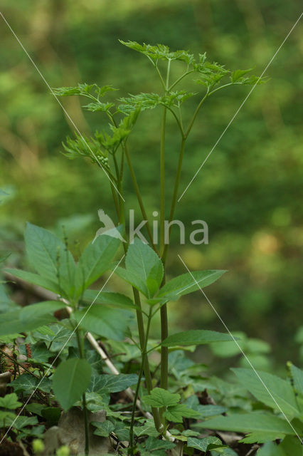 Baneberry / Herb Christopher (Actaea spicata)