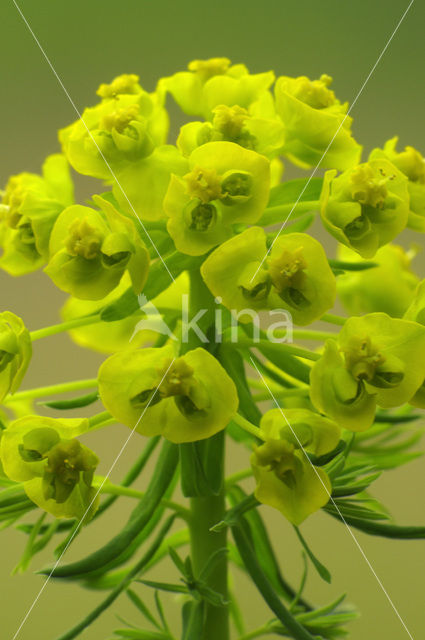 Cypress Spurge (Euphorbia cyparissias)