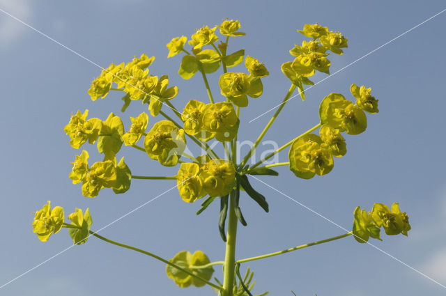 Cypress Spurge (Euphorbia cyparissias)