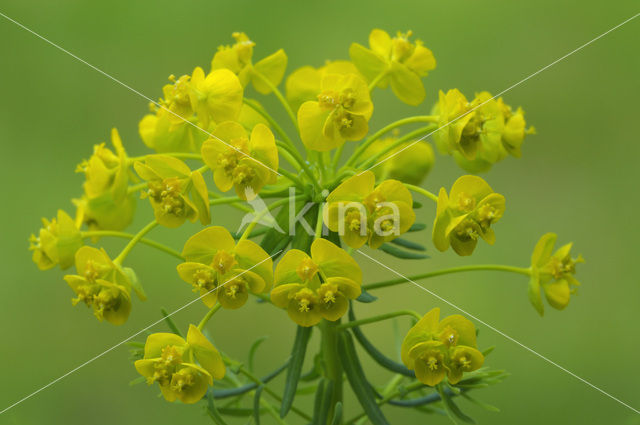 Cypress Spurge (Euphorbia cyparissias)