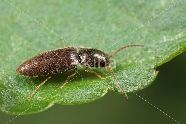 click beetle (Agriotes pallidulus)