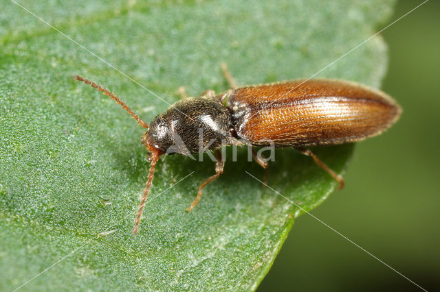 click beetle (Agriotes pallidulus)