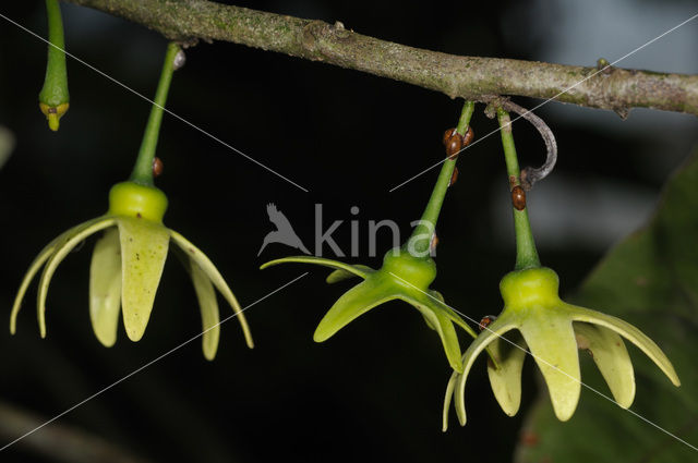 climbing ilang-ilang (Artabotrys hexapetalus)