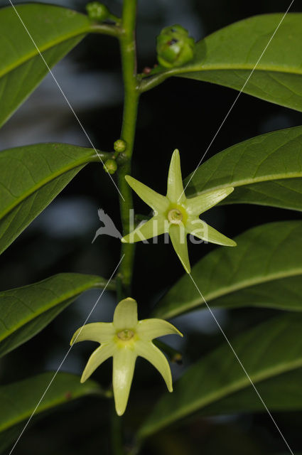 climbing ilang-ilang (Artabotrys hexapetalus)