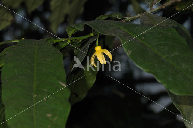 climbing ilang-ilang (Artabotrys hexapetalus)