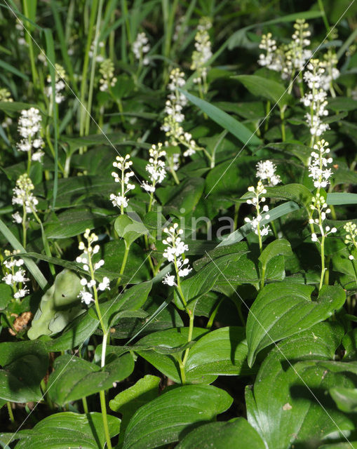 May Lily (Maianthemum bifolium)