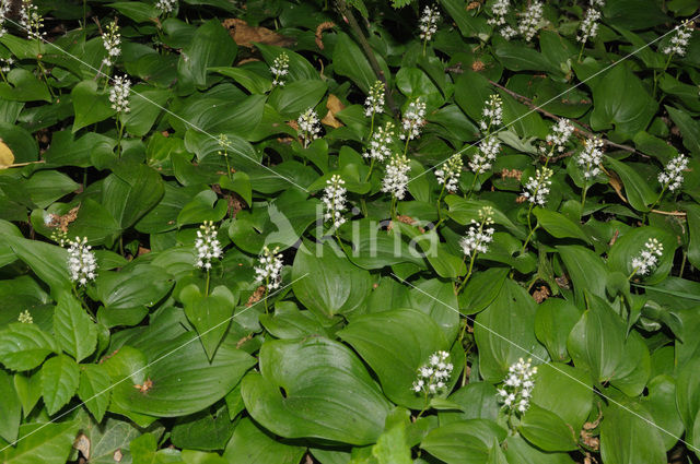 Dalkruid (Maianthemum bifolium)