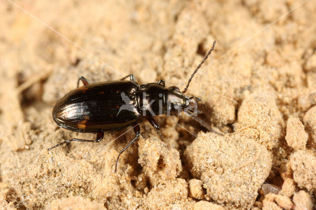 Bembidion obliquum