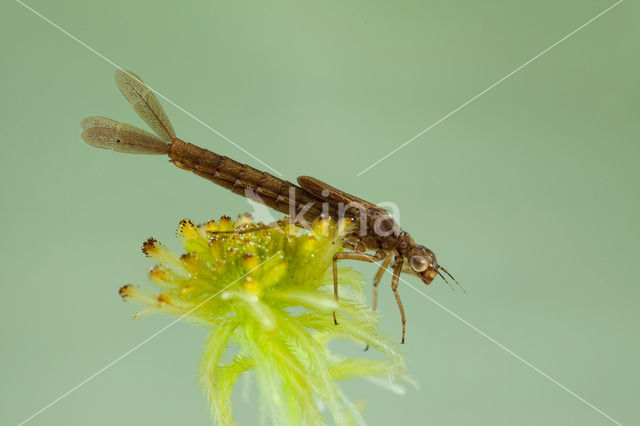 Donkere waterjuffer (Coenagrion armatum)