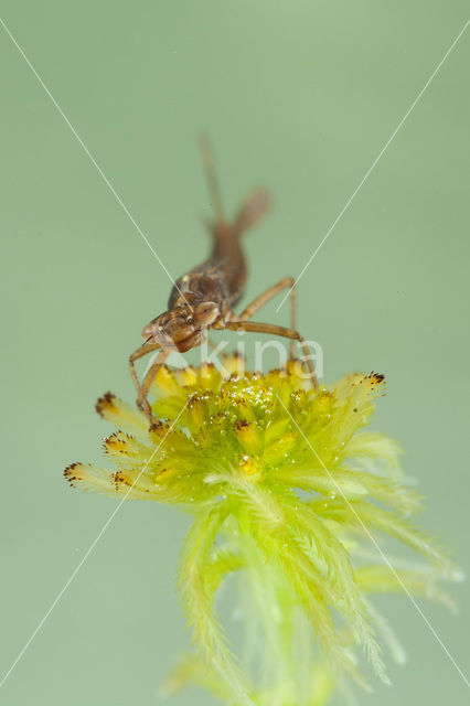 Norfolk Damselfly (Coenagrion armatum)