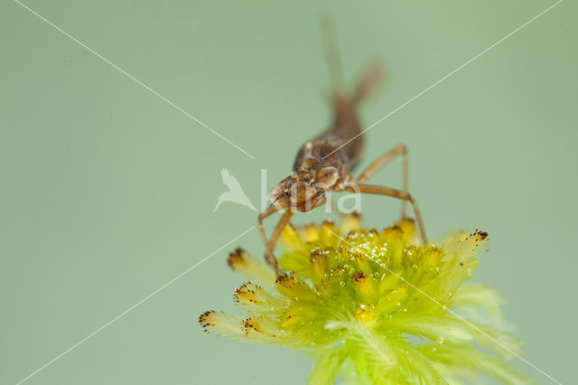 Donkere waterjuffer (Coenagrion armatum)