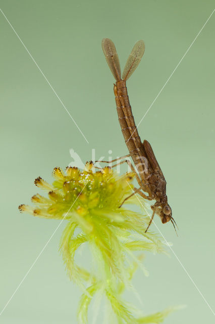 Norfolk Damselfly (Coenagrion armatum)