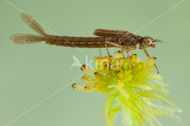 Donkere waterjuffer (Coenagrion armatum)