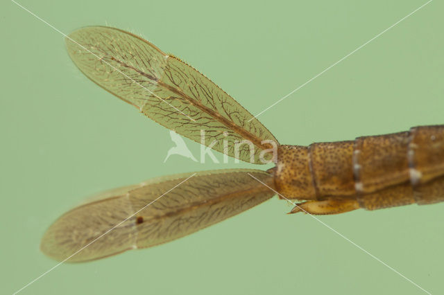 Donkere waterjuffer (Coenagrion armatum)