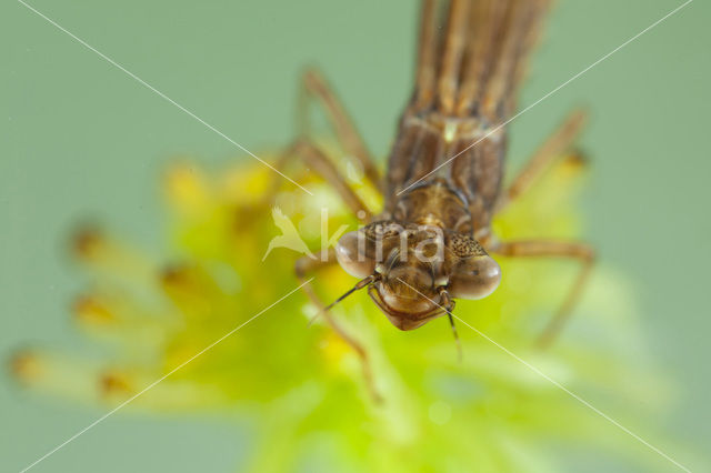 Norfolk Damselfly (Coenagrion armatum)