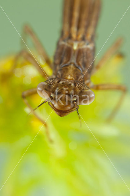 Norfolk Damselfly (Coenagrion armatum)