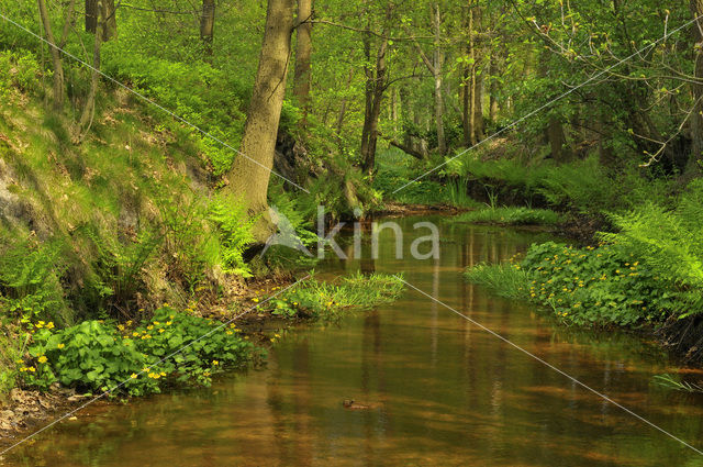 Marsh Marigold (Caltha palustris)