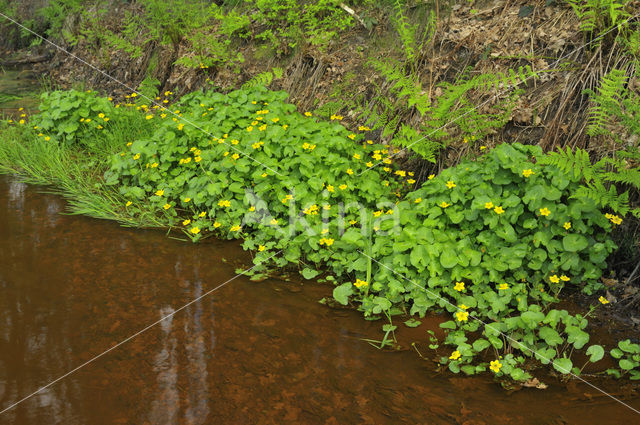 Dotterbloem (Caltha palustris)