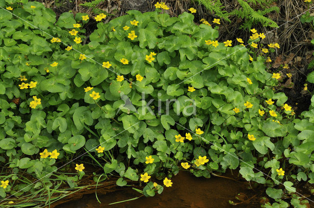 Marsh Marigold (Caltha palustris)