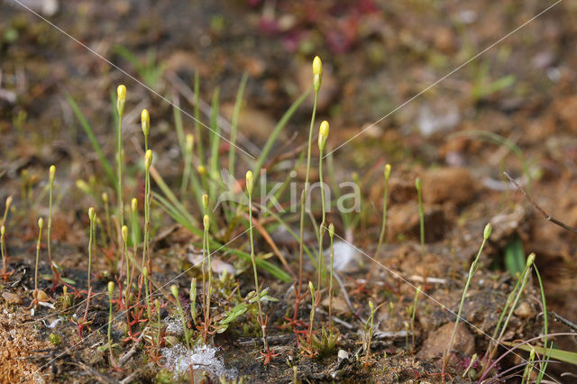 Yellow Centaury (Cicendia filiformis)